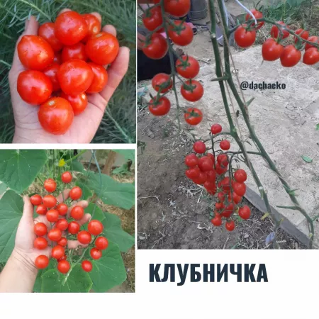 Семена помидора  Клубничка