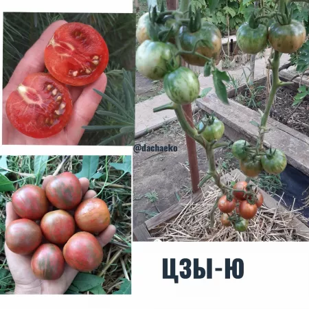 Семена помидора Цзы-Ю