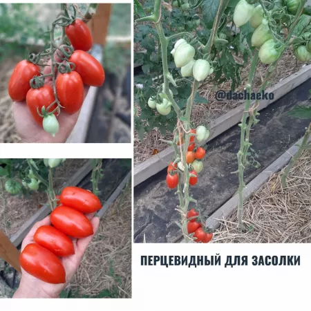 Семена помидора  Перцевидный для засолки
