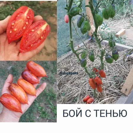 Семена помидора  Бой С Тенью