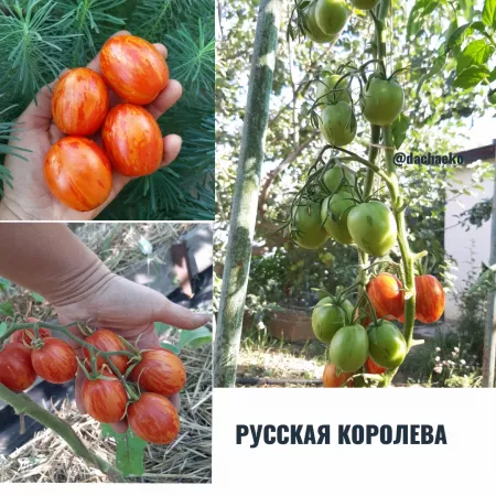 Семена помидора  Русская Королева
