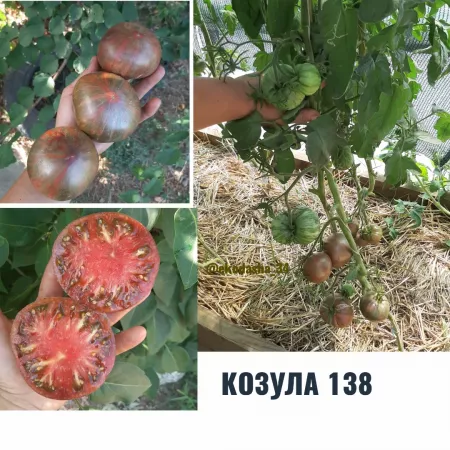 Семена помидора Козула 138