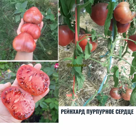 Семена помидора  Рейнхард Пурпурное Сердце