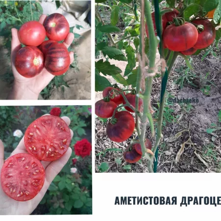 Семена помидора Аметистовая Драгоценность