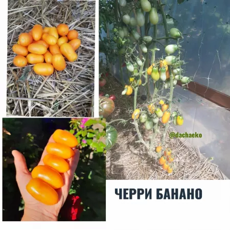  семена помидор Черри Банано