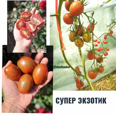 семена помидор Супер Экзотик