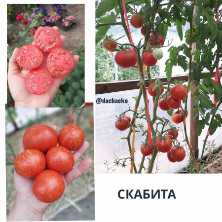 семена помидор Скабита
