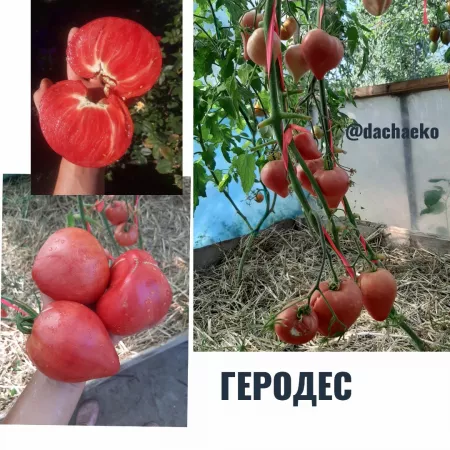 семена помидор Геродес