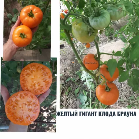 семена помидор Желтый Гигант Клода Брауна