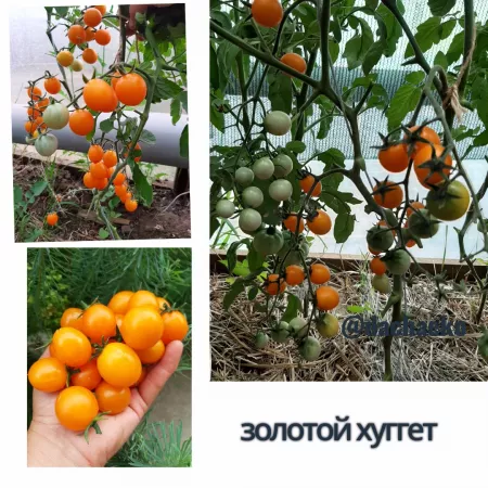  семена помидор Золотой Хуггет