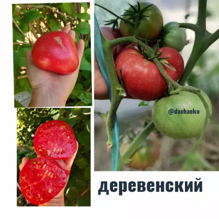  семена помидора Деревенский