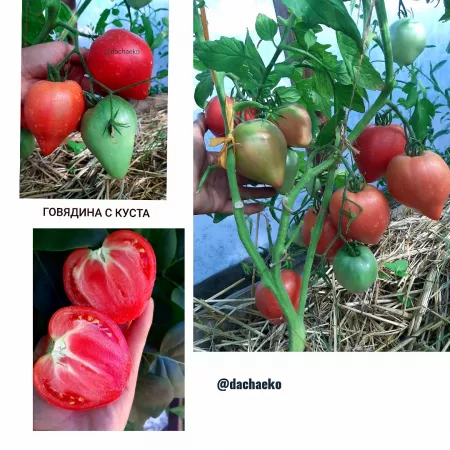 семена помидор Говядина с Куста
