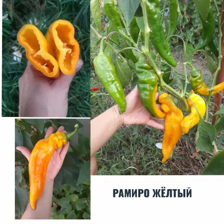  семена перца Рамиро Желтый