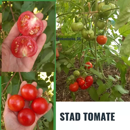 семена помидора Stad Tomate