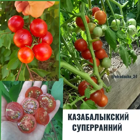  семена помидора Казабалыкский Суперранний