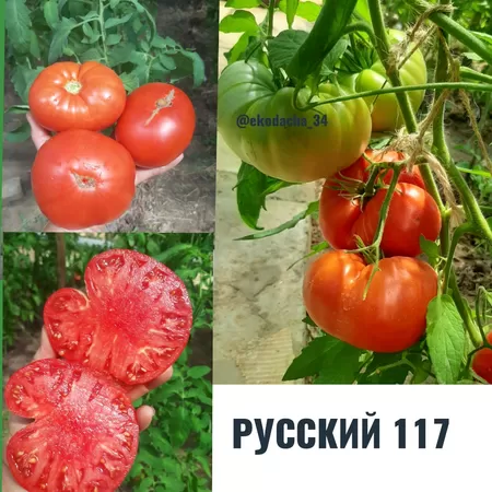  семена помидора Русский 117