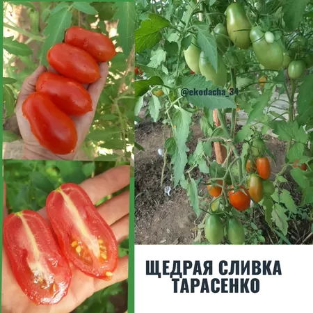  семена помидора Щедрая сливка Тарасенко