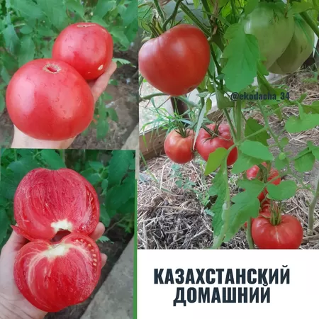  семена помидора Казахстанский Домашний