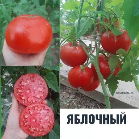 семена помидора Яблочный
