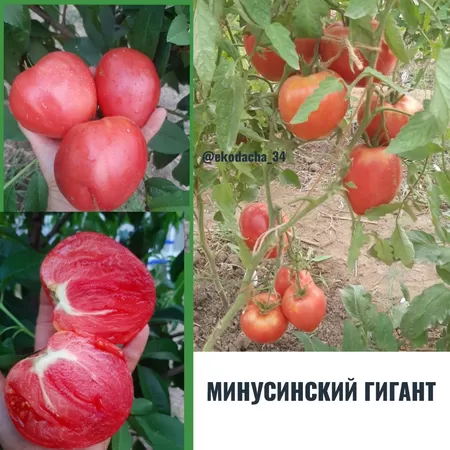  семена помидора Минусинский Гигант