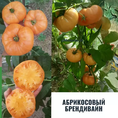 семена помидора Абрикосовый Брендивайн