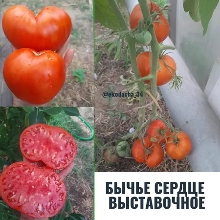  семена помидора Бычье Сердце Выставочное