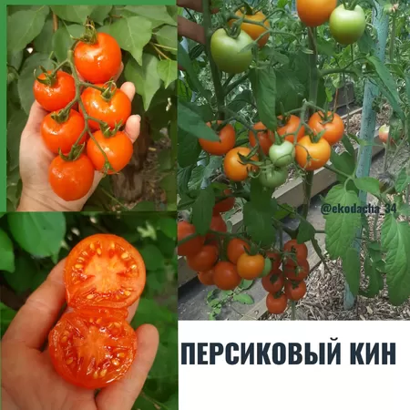 семена помидора Персиковый Кин