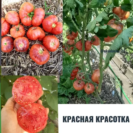  семена помидора Красная Красотка