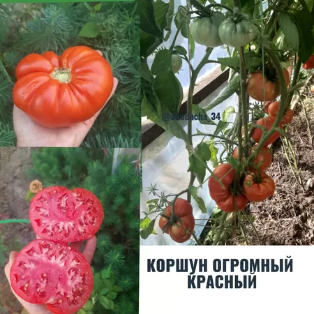 семена помидора Коршун Огромный Красный
