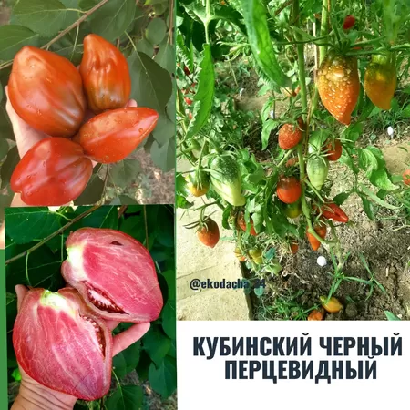 семена помидора Кубинский Черный Перцевидный