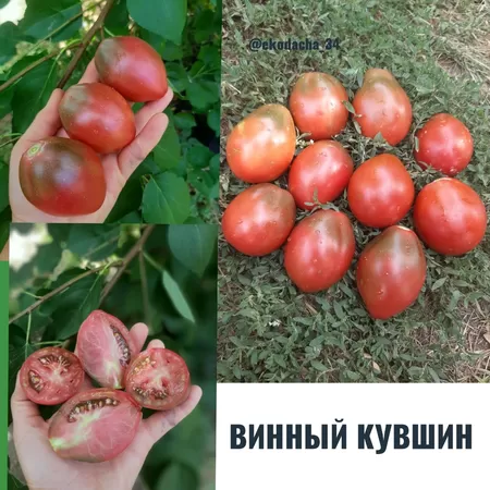 семена помидора Винный Кувшин
