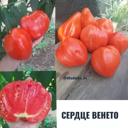 семена помидора Сердце Венето