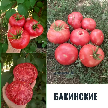  семена помидора Бакинские