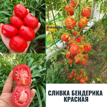 емена помидора Сливка Бендерика Красная