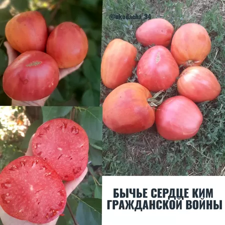 семена помидора Бычье Сердце Ким Гражданской Войны