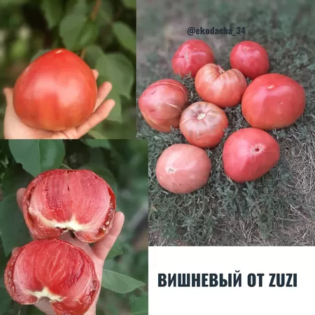 семена помидора Вишневый от Zuzi