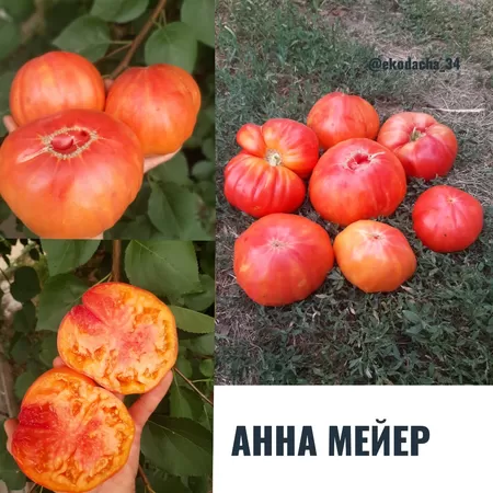 семена помидора Анна Мейер