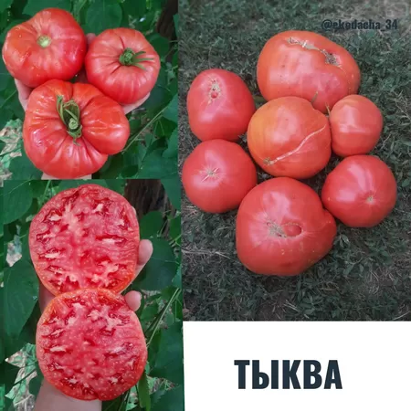 семена помидора Тыква