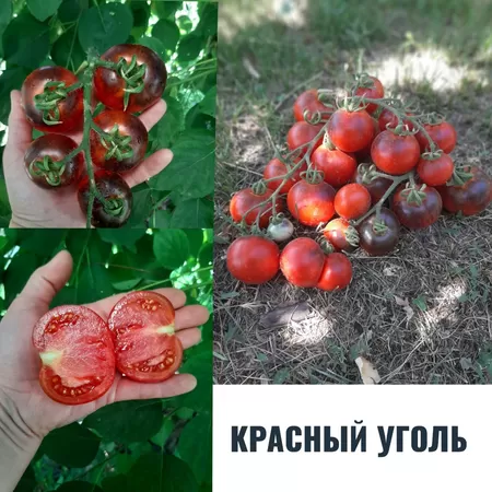  семена помидора Красный Уголь