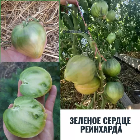  семена помидора Зеленое сердце Рейнхарда