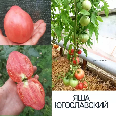  семена помидора Яша Югославский