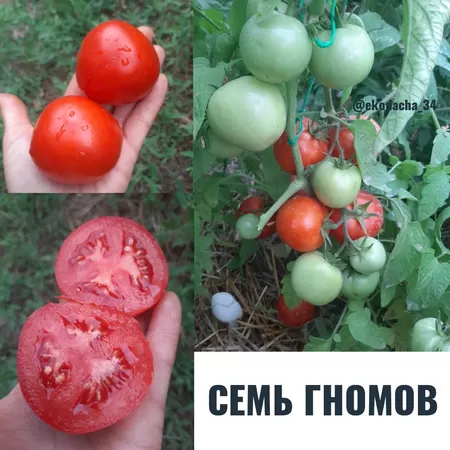  семена помидора Семь Гномов