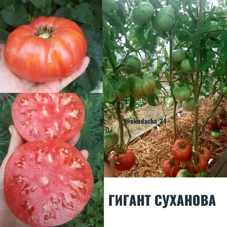 семена помидора Гигант Суханова