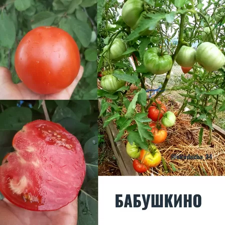 семена помидора Бабушкино