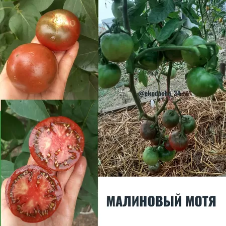  семена помидора Малиновый Мотя