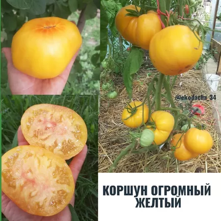  семена помидора Коршун Огромный Желтый