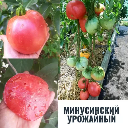семена помидора Минусинский Урожайный