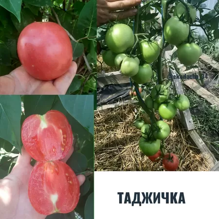 семена помидора Таджичка