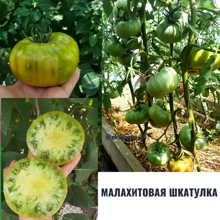 семена помидора Малахитовая Шкатулка