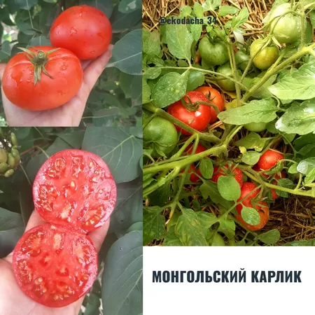  семена помидора Монгольский Карлик